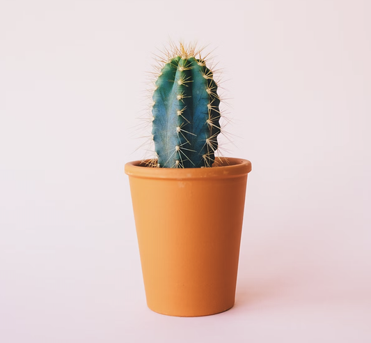 House Plant (Test)